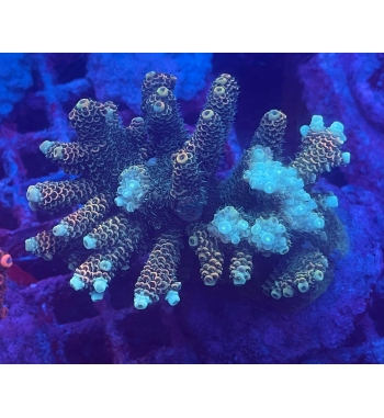 Acropora Millepora sunset