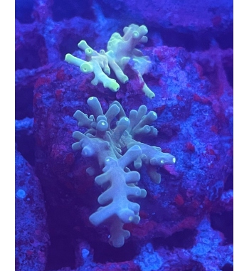 Acropora Fox flame combo