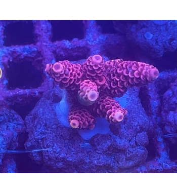 Acropora Spathulata red