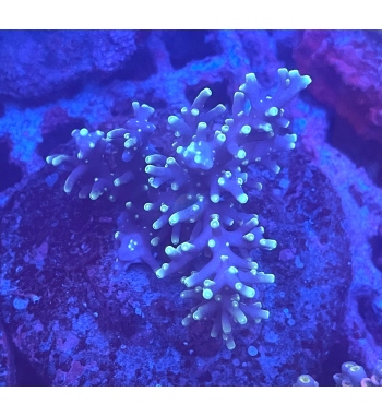 Acropora Cardus pacman