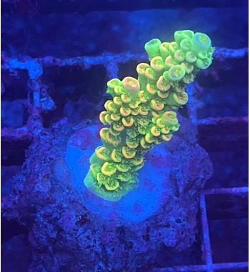 Acropora Tenuis orange green