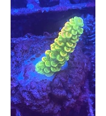 Acropora Tenuis orange green