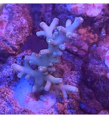 Acropora Blue fox flame