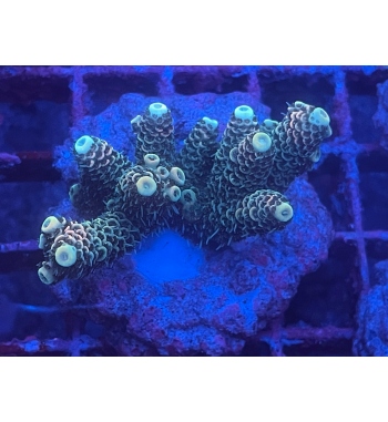 Acropora Millepora green orange