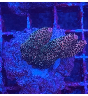 Acropora Spathulata red green