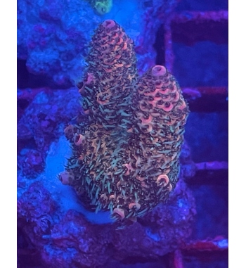 Acropora Spathulata red green