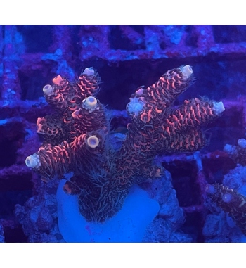 Acropora millepora gold red