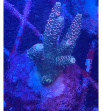 Acropora Millepora green pink