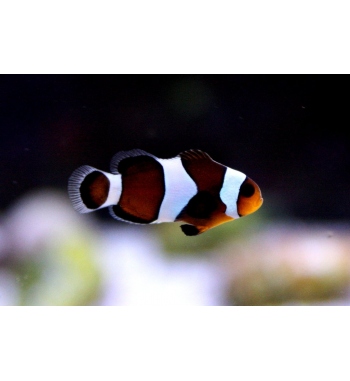 Amphiprion Ocellaris Black