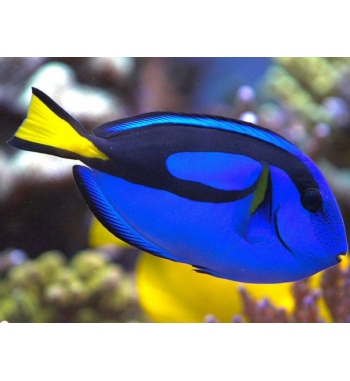 Paracanthurus hepatus M/L