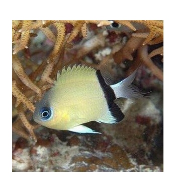 Chromis retrofasciata