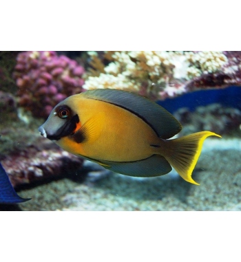 Acanthurus pyroferus