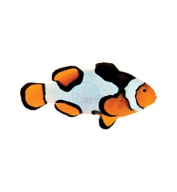 Amphiprion Ocellaris picasso